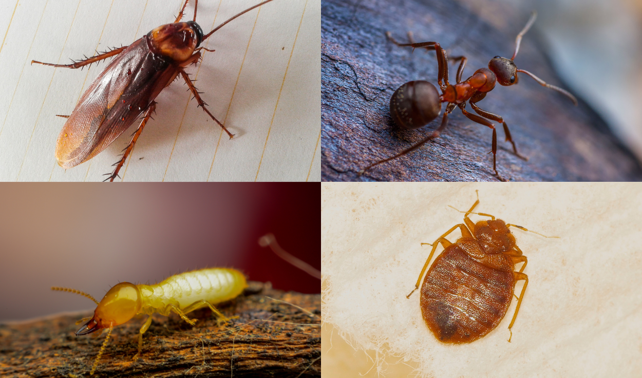 General pest control