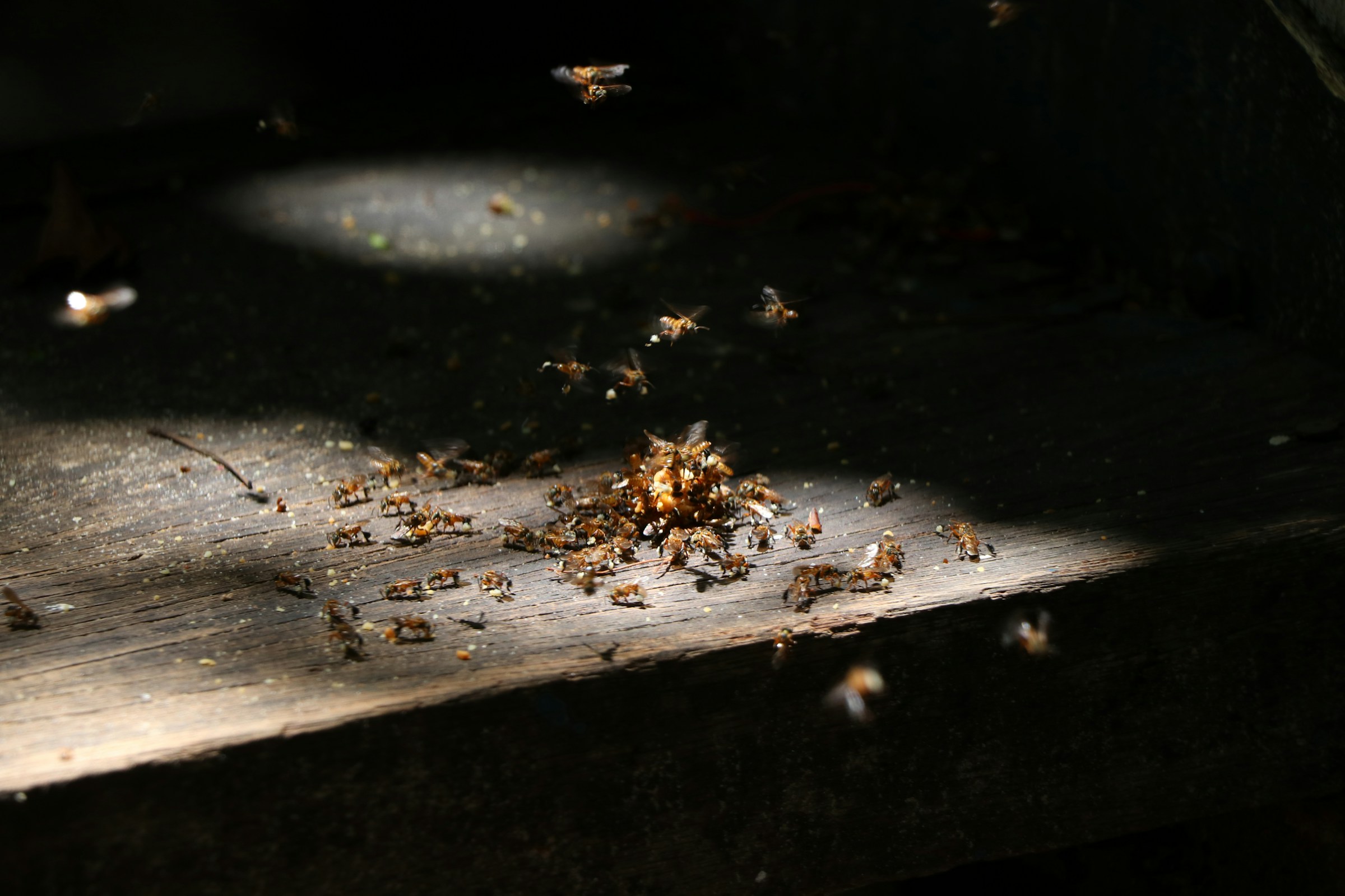 Termite treatments and protection