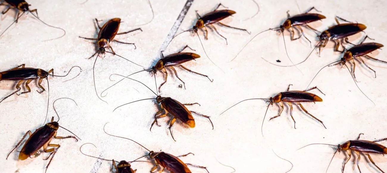 Cockroaches