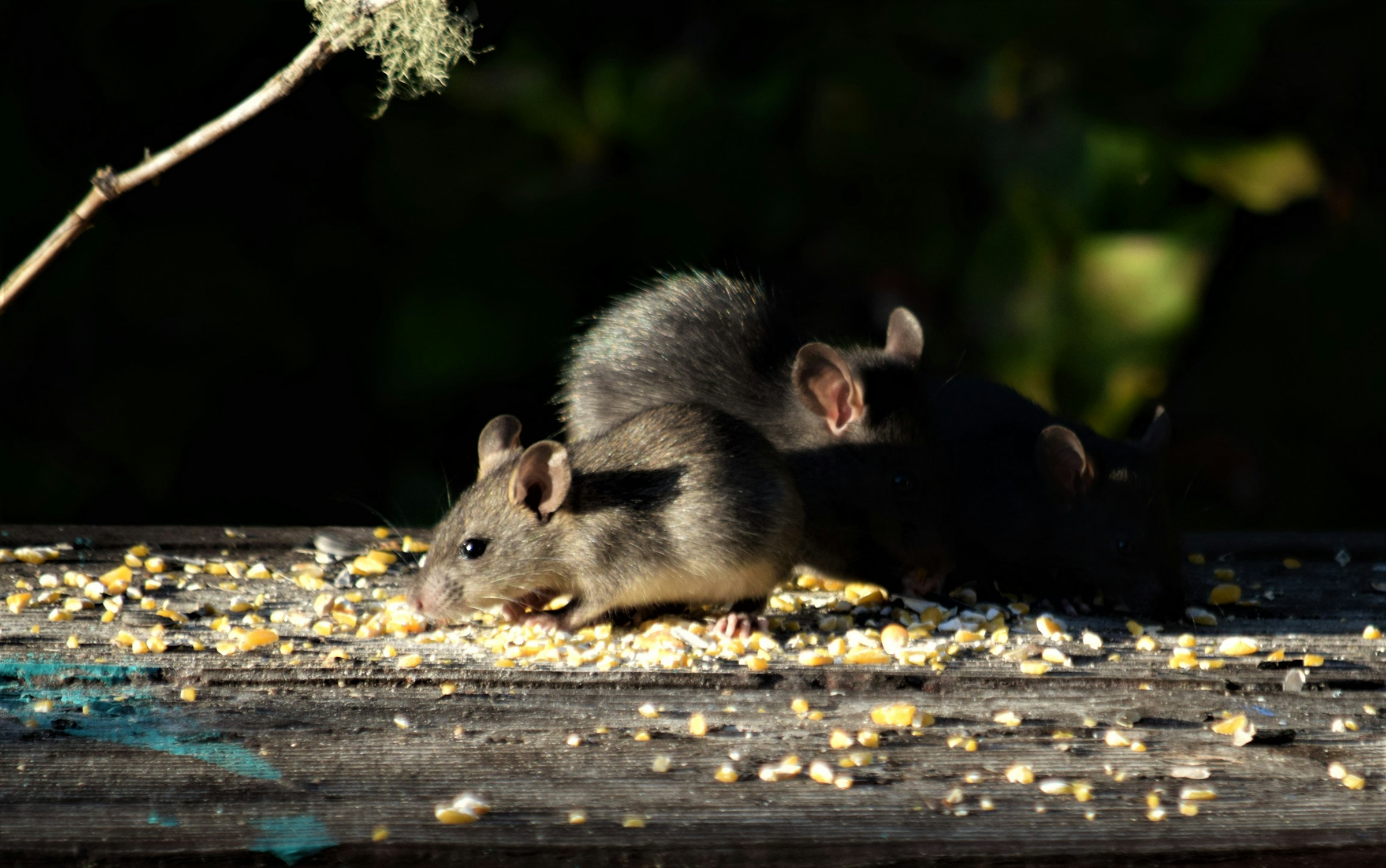 Rodents (Rats and Mice)