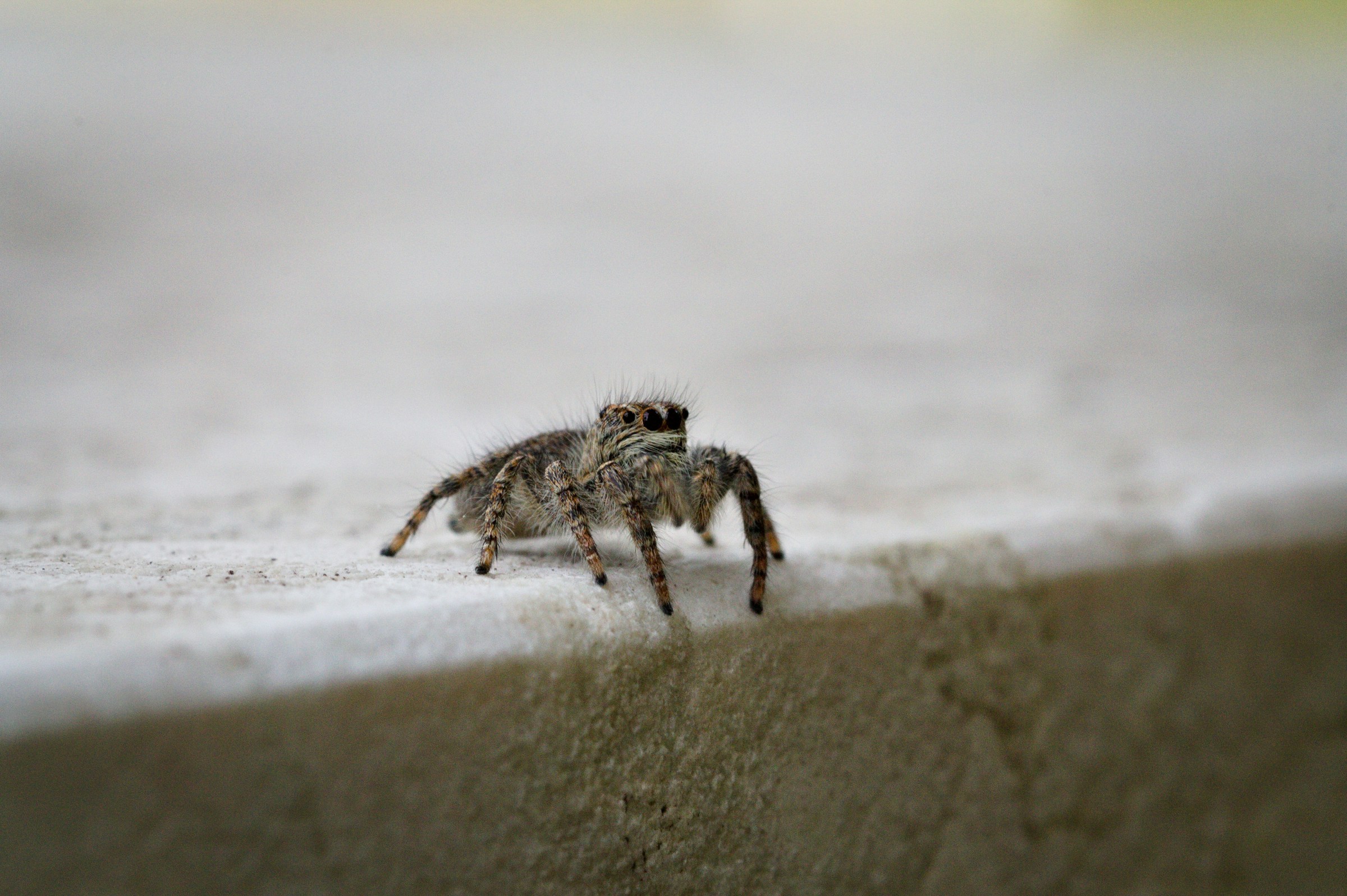 Spiders