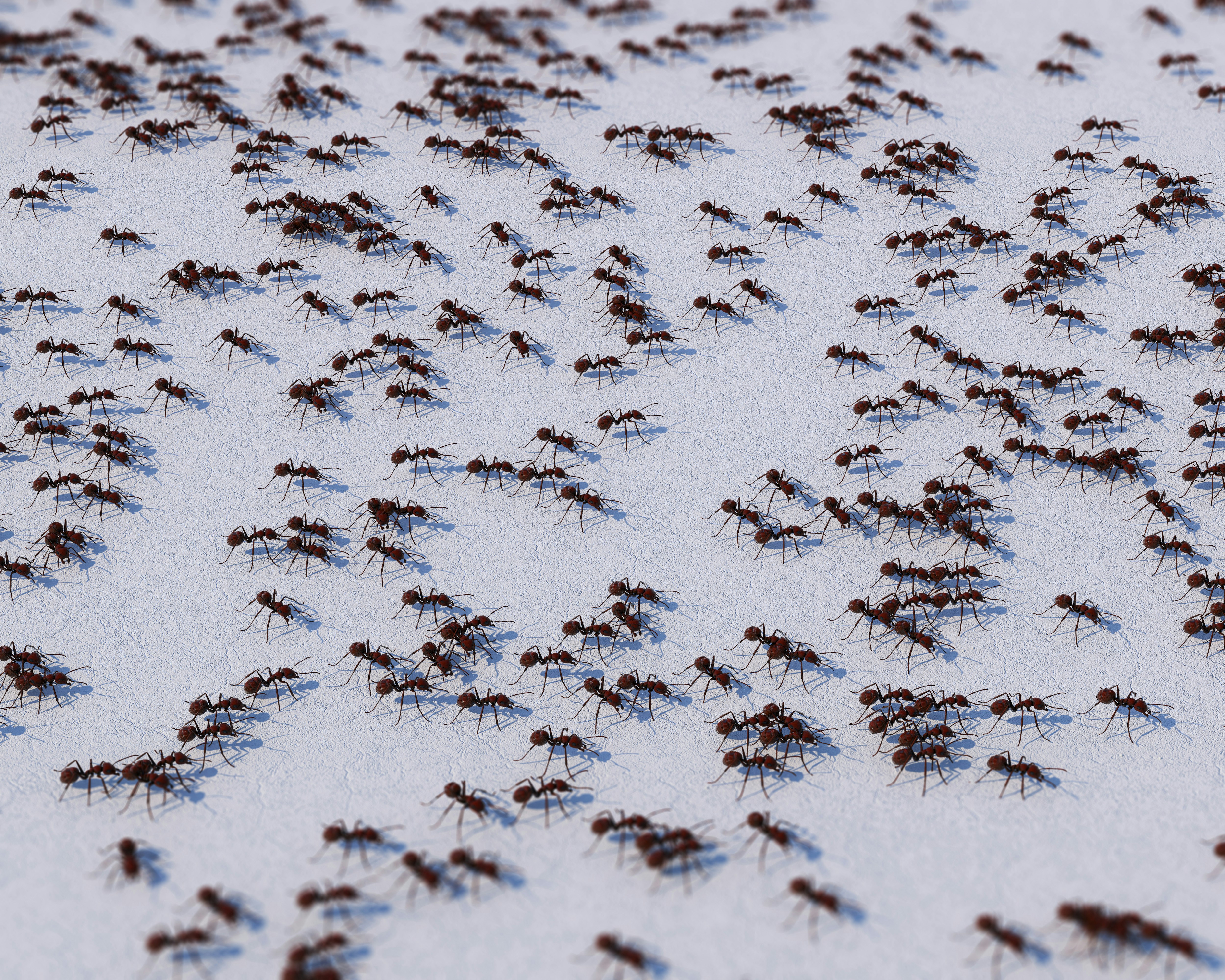 Termites and White Ants