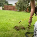 how to identify carpenter ant damage — Clinical Pest Solutions