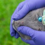 when is end-of-lease flea treatment required