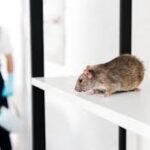 common rodent entry points around Australian homes