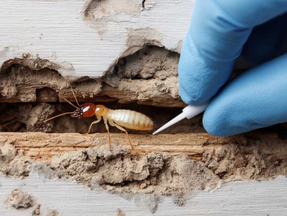 how to detect termite damage in walls — Clinical Pest Solutions